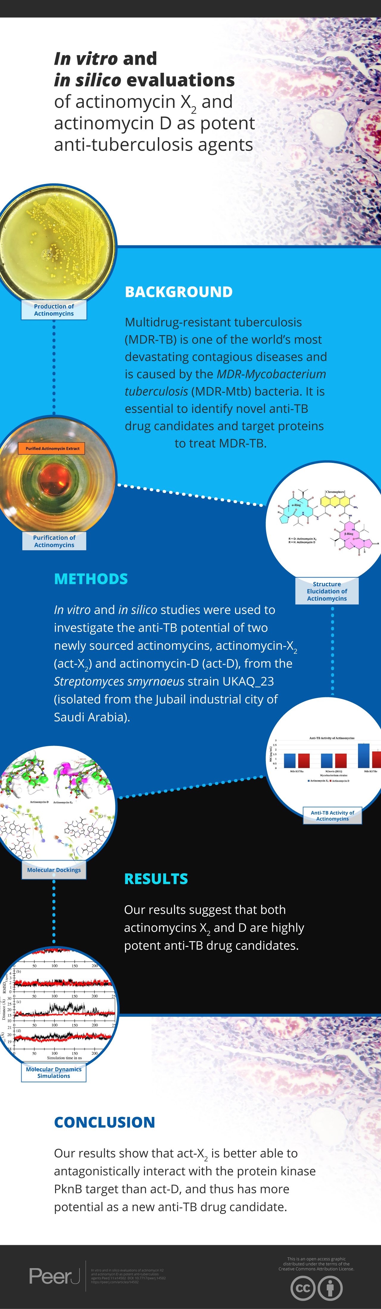 In vitro and in silico evaluations of actinomycin X2and actinomycin D ...