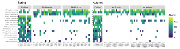 Heatmap of the microbial markers driving significant differences across islets, consistently in spring and autumn (14 ASVs and two taxa).
