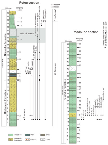 Conodont distribution in the Potou section and in the Madoupo section, Baoshan city, Yunnan Province, southwestern China.