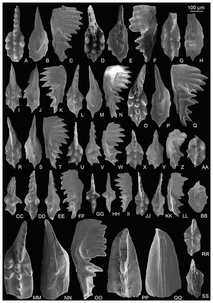 SEM images of conodonts from the Potou section and the Madoupo section.