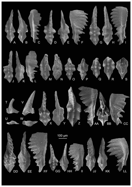 SEM images of conodonts from the Potou section and the Madoupo section.