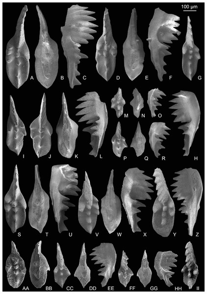 SEM images of conodonts from the Nanshuba Formation of the Madoupo section.