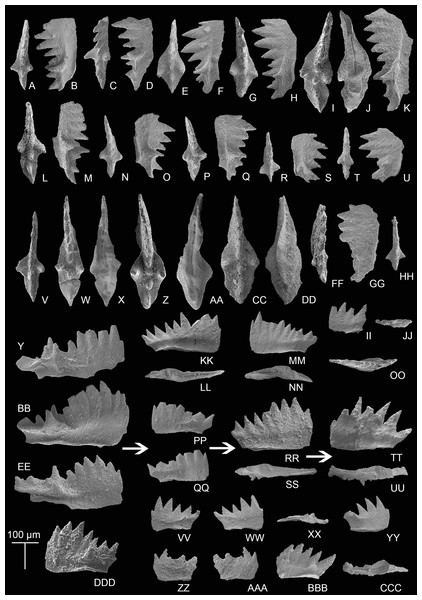 SEM images of conodonts from the Potou section and the Madoupo section.