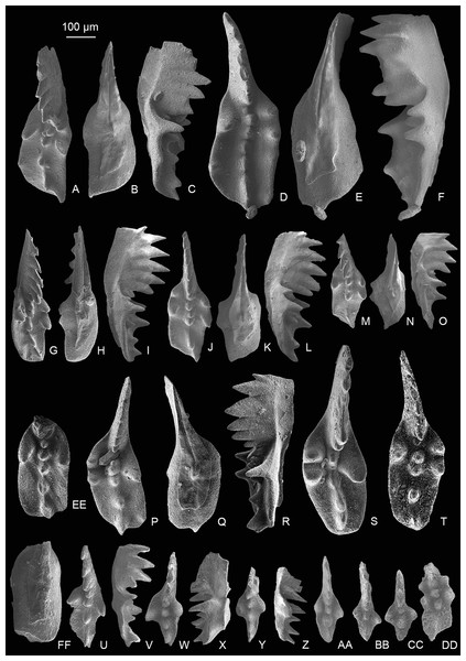 SEM images of conodonts from the Nanshuba Formation of the Madoupo section.
