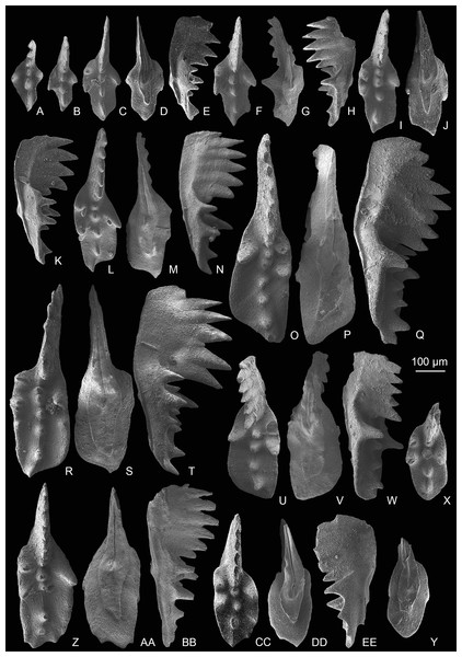 SEM images of Mockina zapfei (Kozur, 1973) from the Nanshuba Formation (Sevatian) of the Madoupo section in Baoshan, western Yunnan, China and its ontogenetic series.