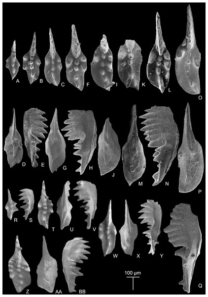 SEM images of Mockina zapfei (Kozur, 1973) from the Nanshuba Formation (Sevatian) of the Madoupo section in Baoshan, western Yunnan, China and its ontogenetic series.