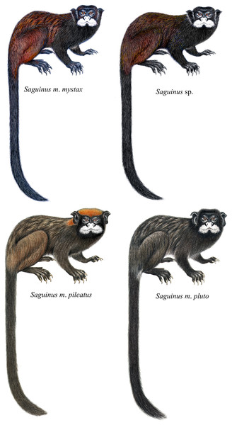 Coat color pattern of Saguinus mystax and Saguinus sp. analyzed in this study.