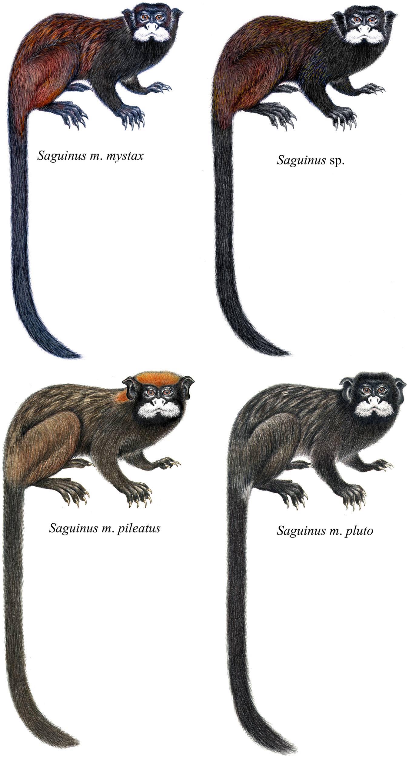 Taxonomic review of Saguinus mystax (Spix, 1823) (Primates