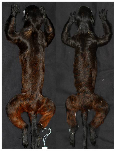 Dorsal views of skins of Saguinus mystax (left; IDSM03594) and Saguinus sp. (right; IDSM00067).