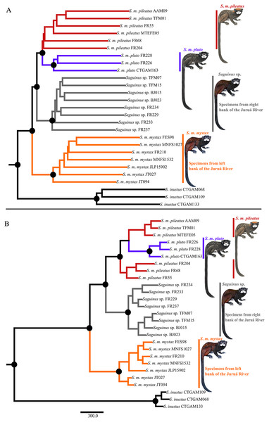 Phylogeny of Saguinus mystax.