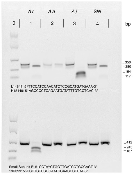 Example restriction digestion of cytb (top) and 18S (bottom) amplicons.