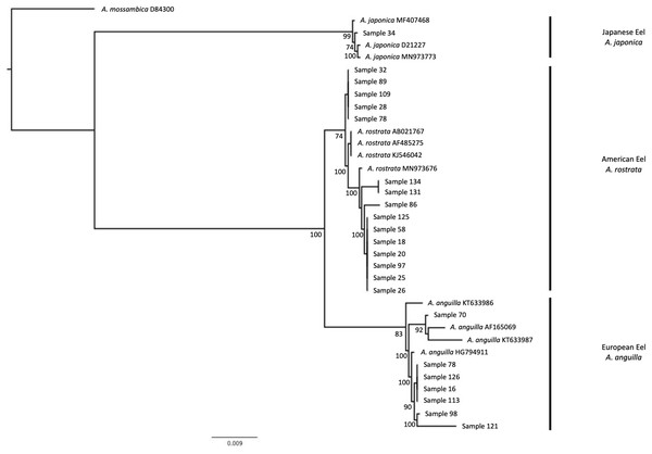 Phylogenetic tree based on cytochrome b region of Anguilla sp. samples.