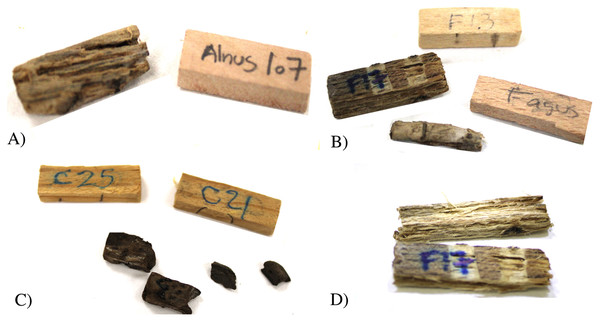 Deterioration in the wood samples analyzed.