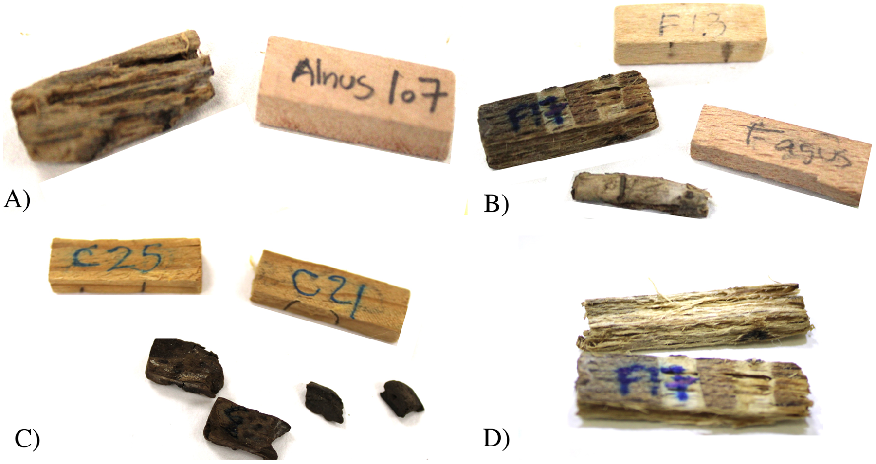 Natural durability of timber species exposed to xylophagous fungi