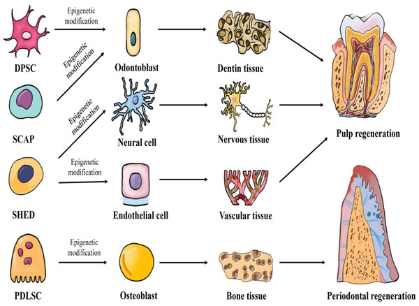 Epigenetic Regulation Of Dental-derived Stem Cells And Their ...