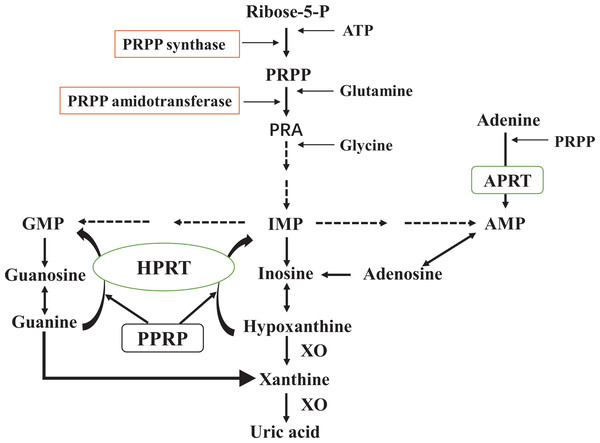 De novo synthesis and salvage pathway of purine metabolism.