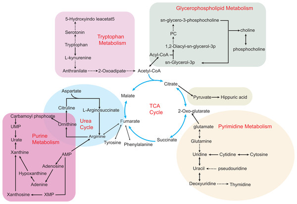 Some metabolic disorders pathways in hyperuricemia and gout.