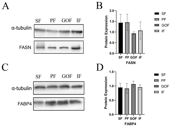 Expression of FASN and FABP4 proteins in four tissues.
