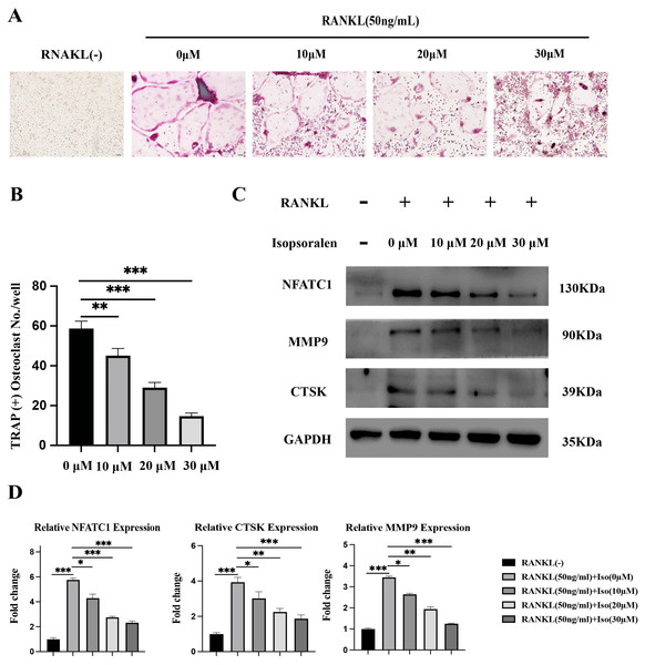 Isopsoralen inhibits RANKL-induced osteoclast differentiation.