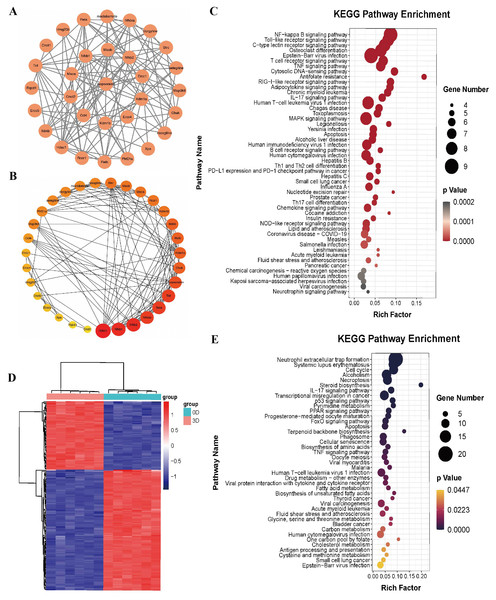 Bioinformatics analysis of isopsoralen and DEGs’s KEGG analysis of induced differentiation of osteoclasts.