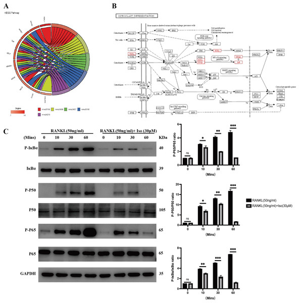 Isopsoralen inhibits RANKL-induced osteoclastogenesis by inhibiting NF- κB signaling pathway.