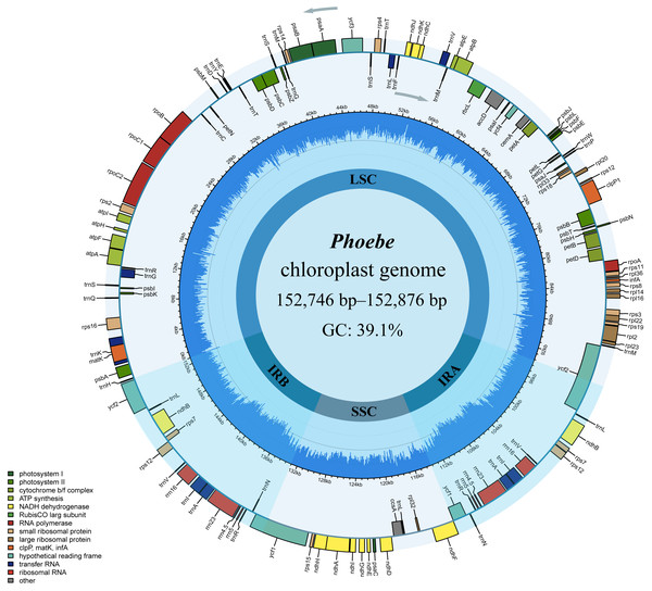 The circular map of Phoebe chloroplast genomes.
