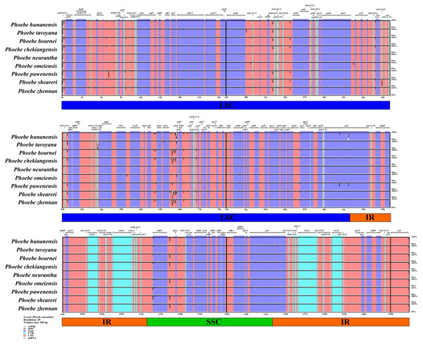 Analysis of the whole chloroplast genomes of Phoebe species.