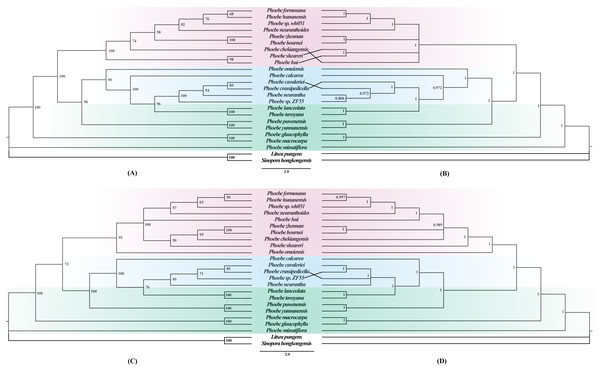 Phylogenetic trees constructed using the maximum likelihood (ML) and Bayesian inference (BI) methods based on the complete chloroplast genomes and protein-coding genes of 22 Phoebe species.