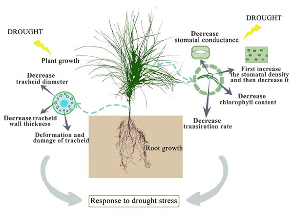 Effects of drought stress on growth of P. sylvestris var. mongolica.