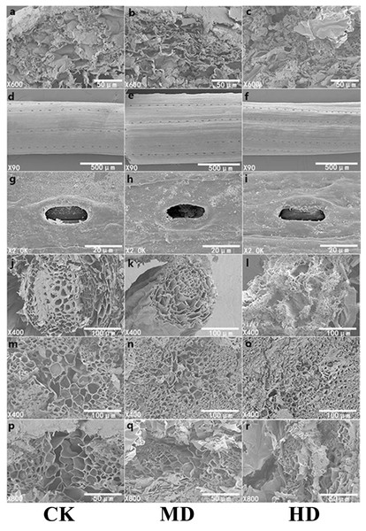SEM observation of P. sylvestris var. mongolica under different drought stress (CK, MD, and HD in each column from left to right).