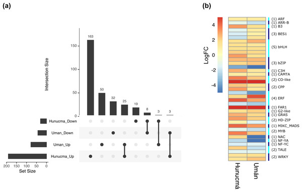 Differentially expressed transcription factors (TFs) shared between Hunucmá and Umán plants.