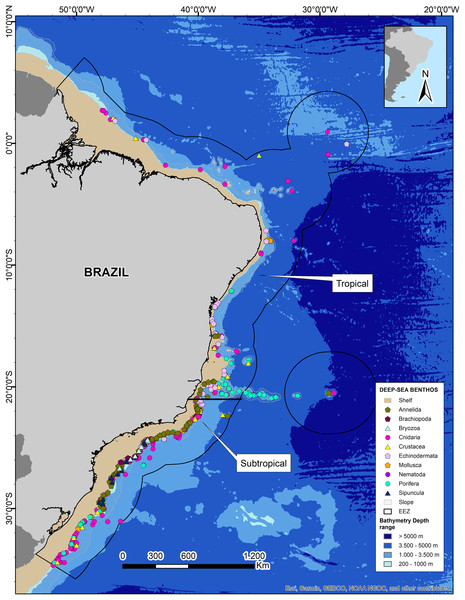 Deep-sea benthos taxa distributed along the Brazilian deep-sea EEZ.