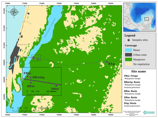 Study sites and ecological mangrove forests in Celestún.