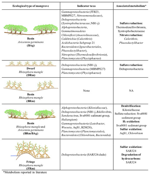 Bacterial Indicator Taxa for each ecological type of mangrove forests from Celestún.