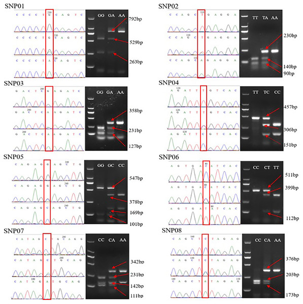 Comparison of the sequencing peaks of different genotypes of SNP01-SNP08 and PCR-RFLP.