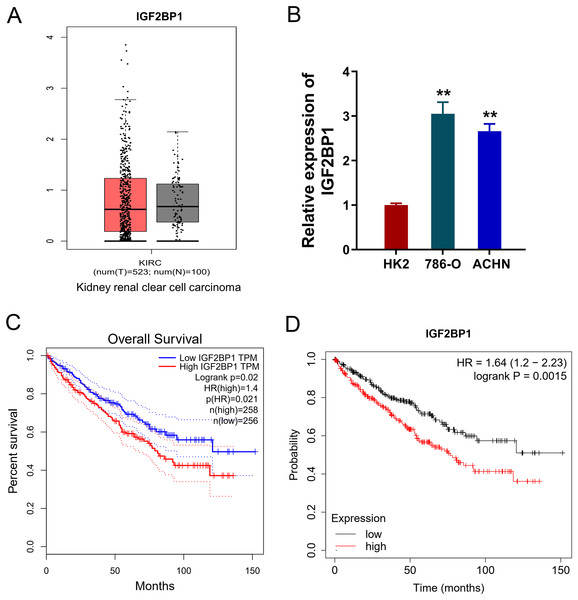 IGF2BP1 up-regulated in the ccRCC.