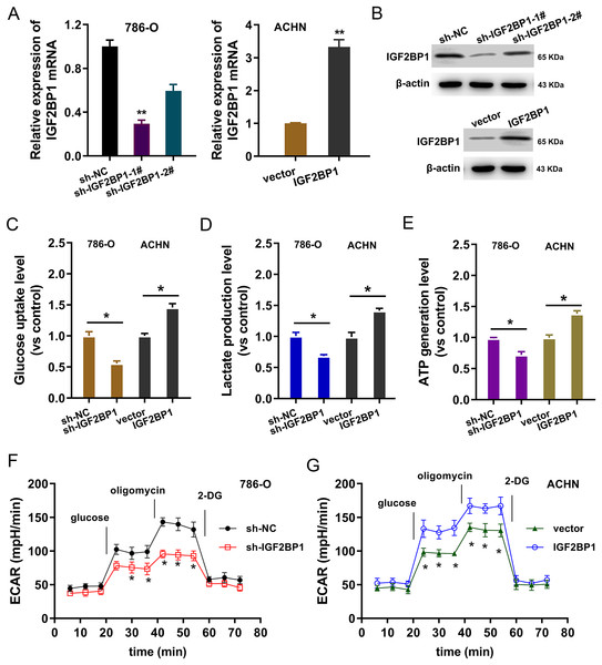 IGF2BP1 promoted the aerobic glycolysis of ccRCC.