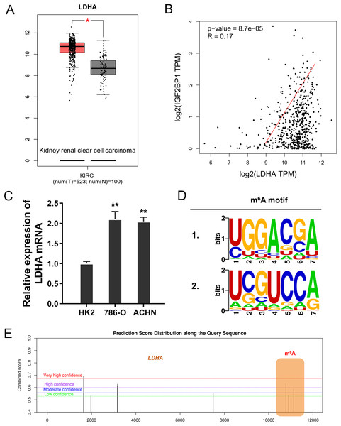 LDHA acted as the target modified by IGF2BP1 via m6A binding.