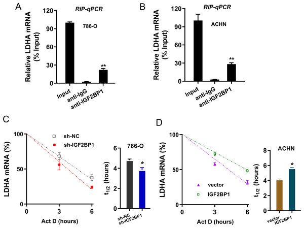 IGF2BP1 enhanced the stability of LDHA mRNA.