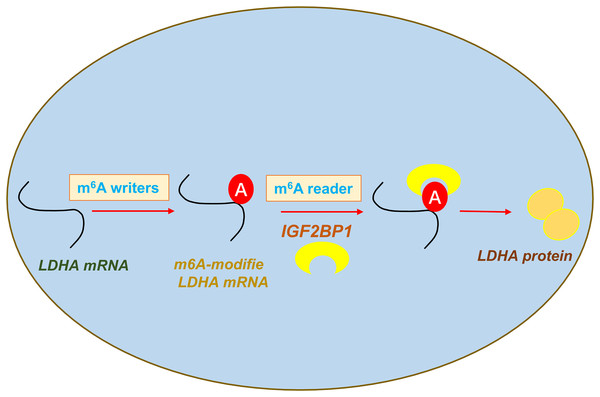 IGF2BP1 targets LDHA to promote the aerobic glycolysis of ccRCC via m6A-dependent manner.