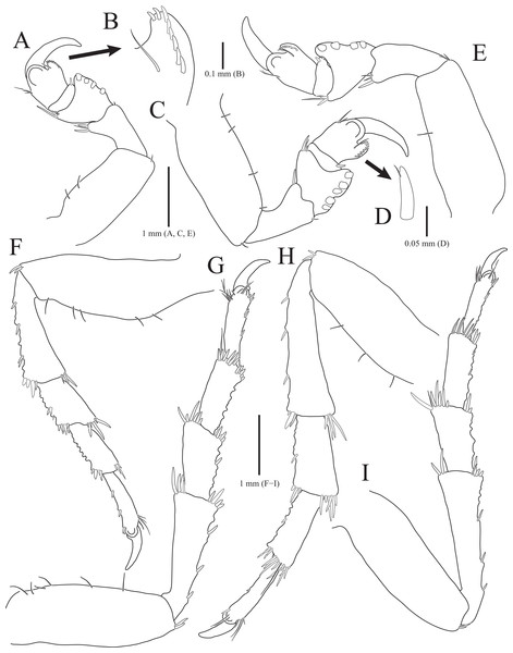 Rocinela excavata sp. nov., holotype, male.