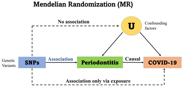 Mendelian randomization unbiased causal associations and assumptions.