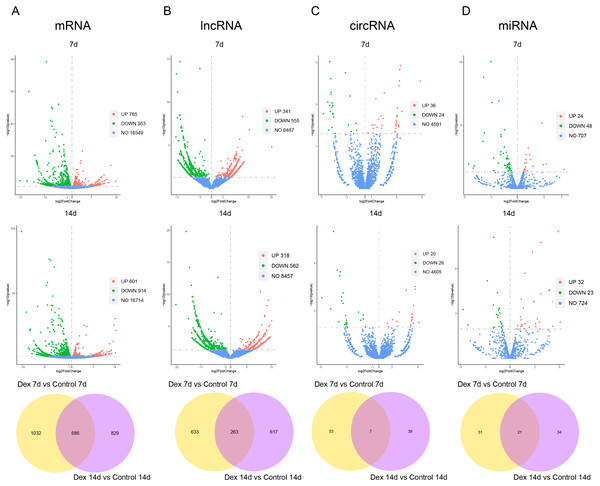 Dif-RNAs in growth plates of GIGR model rats.