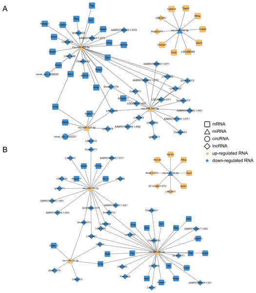 Construction of ceRNA networks associated with four miRNAs (validated by RT-qPCR).