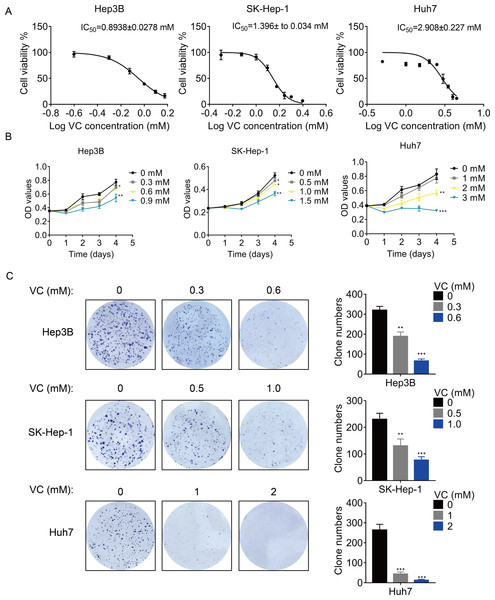 VC inhibits the proliferation, migration and invasion of HCC cells.