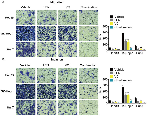 VC reinforces the anti-metastatic effect of Lenvatinib in HCC cells.