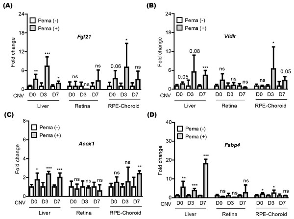 Screening of PPAR α downstream gene expressions in the liver and eye by oral pemafibrate administration in a mouse model of neovascular age-related macular degeneration (AMD).
