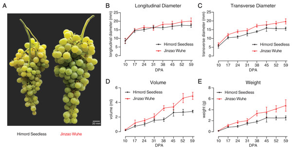 The comparison of ‘Himord Seedless’ and its bud sport ‘Jinzao Wuhe’.