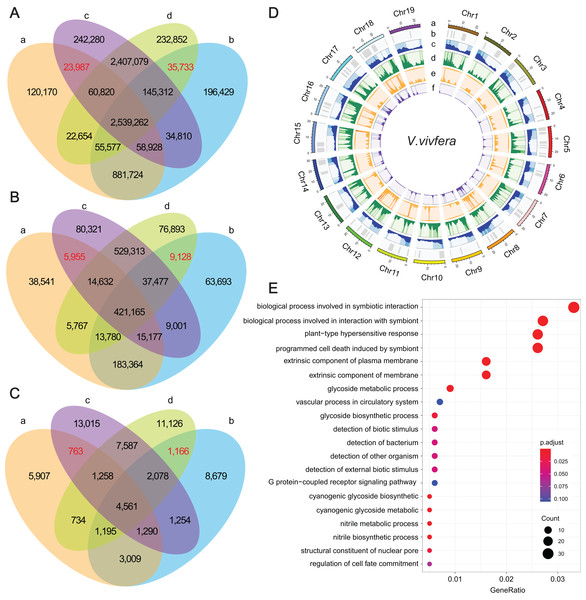 The statistics of SNPs, InDels and SVs and corresponding genes.