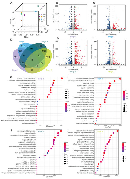 Analyses and statistics of DEGs and GO enrichment.